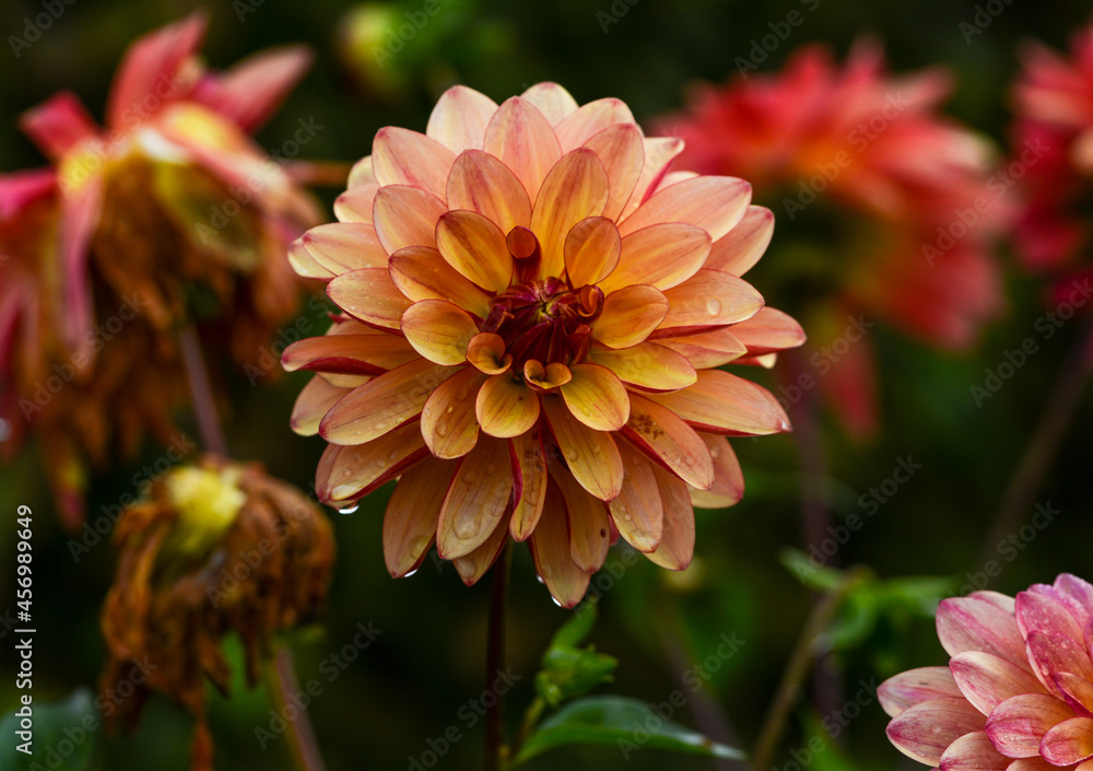 Dahlia Dahlia