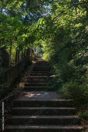 Staircase between an old fence and overgrown bushes.