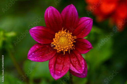 Dahlia