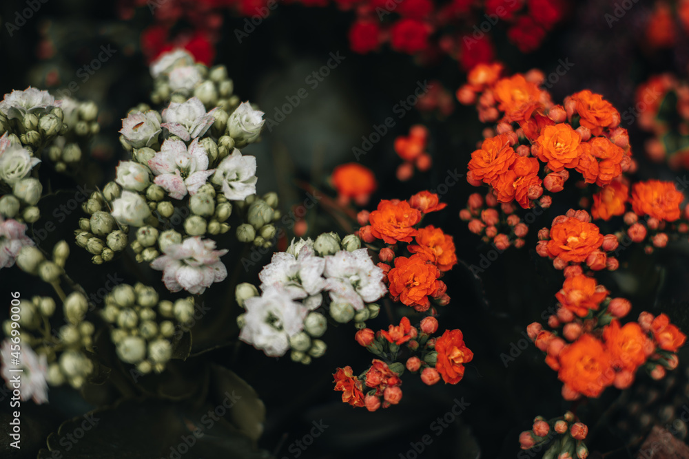 Tiny fresh orange white rose buds and petals growing in nature. Floral natural organic background for aromatherapy, spa, perfumery Tiny fresh orange white rose buds and petals growing in nature. Floral natural organic background for aromatherapy, spa, perfumery