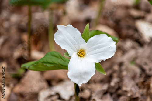 trillium flower in the forest photo