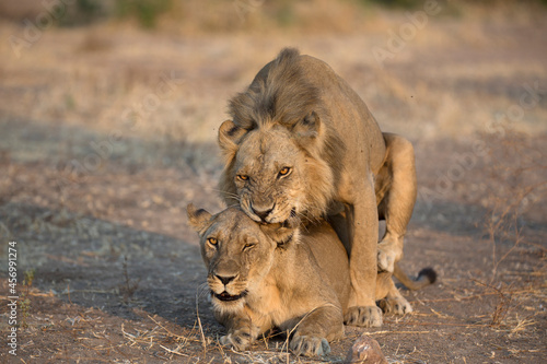Wild lions mating. They mate every 3 or 4 minutes while female is in estrus for several days in a row.