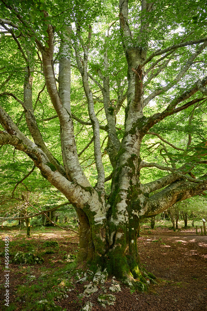 Sunlight shining through lush green leaves on a Common Beech (Fagus sylvatica) tree in a woodland in summer. Sunlight shining through lush green leaves on a Common Beech (Fagus sylvatica) tree in a woodland in summer.