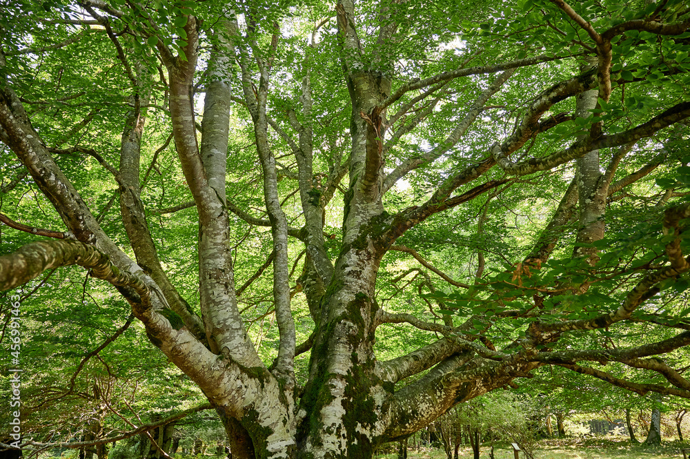 Sunlight shining through lush green leaves on a Common Beech (Fagus sylvatica) tree in a woodland in summer. Sunlight shining through lush green leaves on a Common Beech (Fagus sylvatica) tree in a woodland in summer.