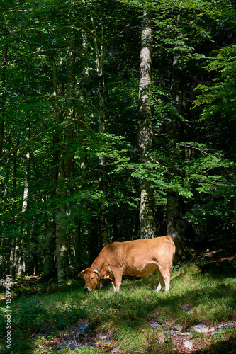 Brown cow grazing in the forest with tall trees