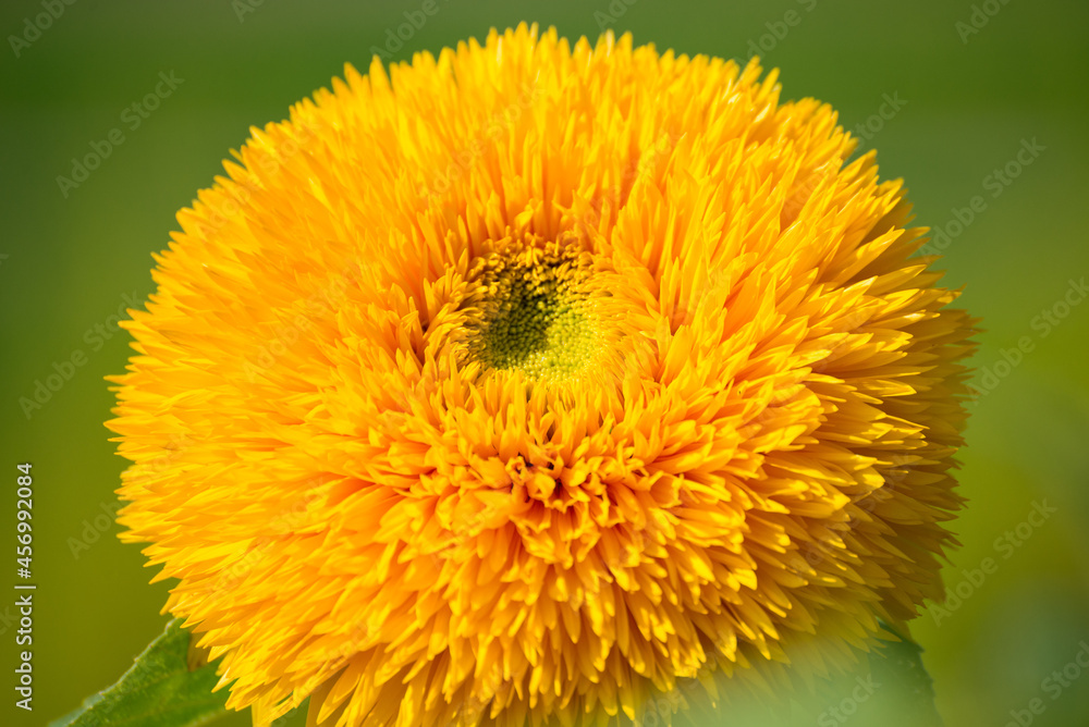 Naklejka premium Bright flower of terry decorative sunflower close up