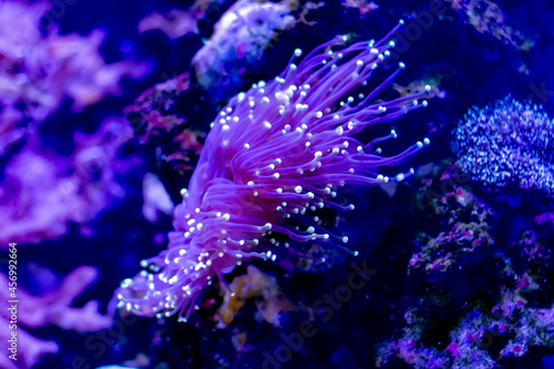 Purple neon Euphyllia glabrescens or Torch coral in closeup scene. Its common name is the torch coral due to its long sweeper tentacles tipped with potent cnidocytes. photo