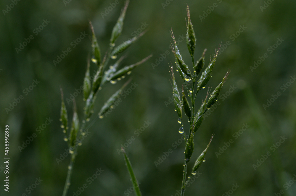 blades of grass covered with morning dew in the green glow