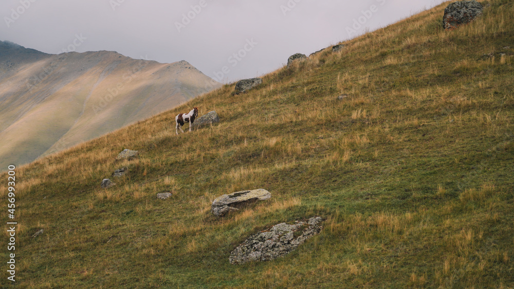 Horses in Mountain