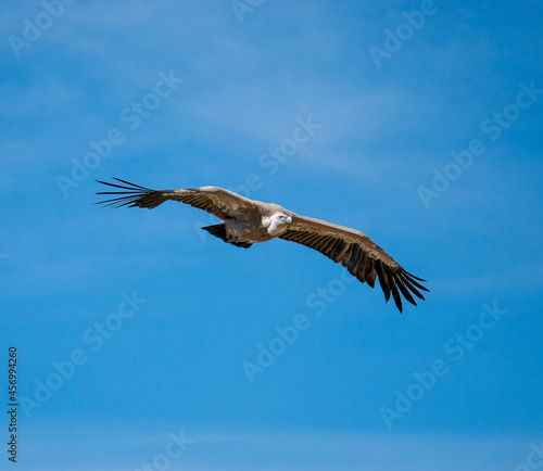 eagle in flight © Baca
