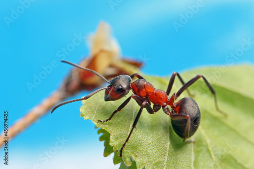An ant sits on a maple leaf against a blue sky and tries to bite through it.