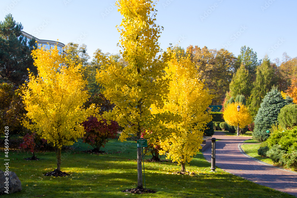 autumn in the park, 
yellow, orange and green leaves on the trees.