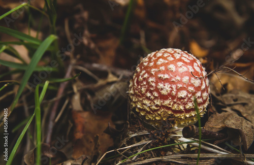 Amanita muscaria psychoactive mushroom