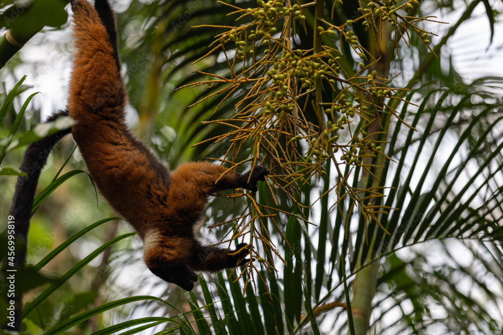 Fototapeta premium Amazing monkey are looking to get some food and playing in the forest. The apes are so beautiful and climbing in the green trees and have some fun.