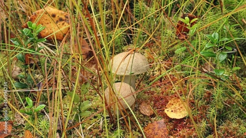 Mushrooms in moss and autumn grass