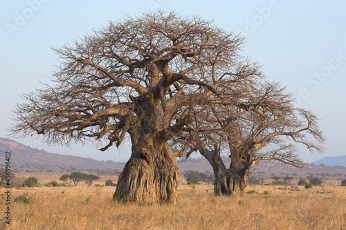 Fényképezés Baobab tree, Adansonia is a genus made up of eight species of medium to large de