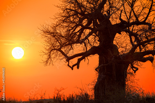 Obraz na plátně Baobab tree, Adansonia is a genus made up of eight species of medium to large de