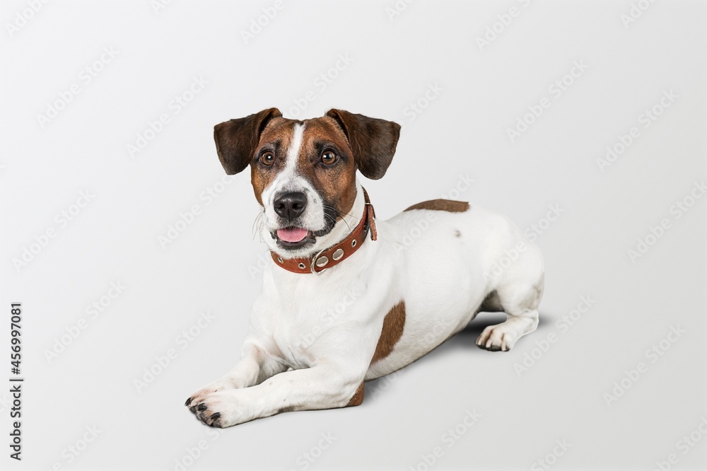 One cute little dog, puppy sitting on the floor with stuck out tongue One cute little dog, puppy sitting on the floor with stuck out tongue