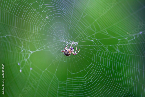 Pająk siedzący na pajęczynie na zielonym tle