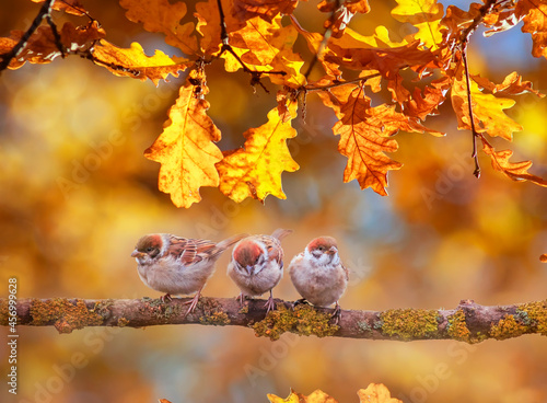 funny birds sparrows are sitting in the autumn park under the golden foliage ...