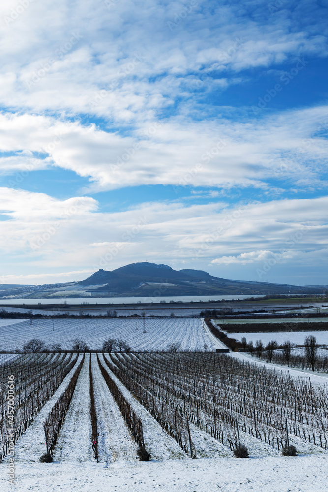 Fototapeta premium Winter vineyards under Palava near Sonberk, South Moravia, Czech Republic