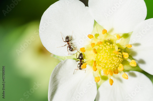 Ants on a strawberry flower.