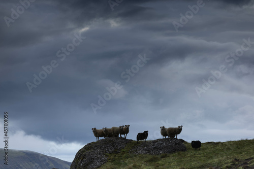 Icelandic sheeps in nature.