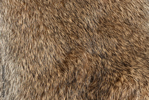 Macro close up of rabbit fur