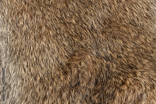 Картината върху платно Macro close up of rabbit fur