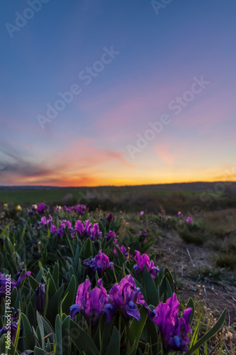 Dwarf iris in Pusty kopec u Konic near Znojmo, Southern Moravia, Czech Republic