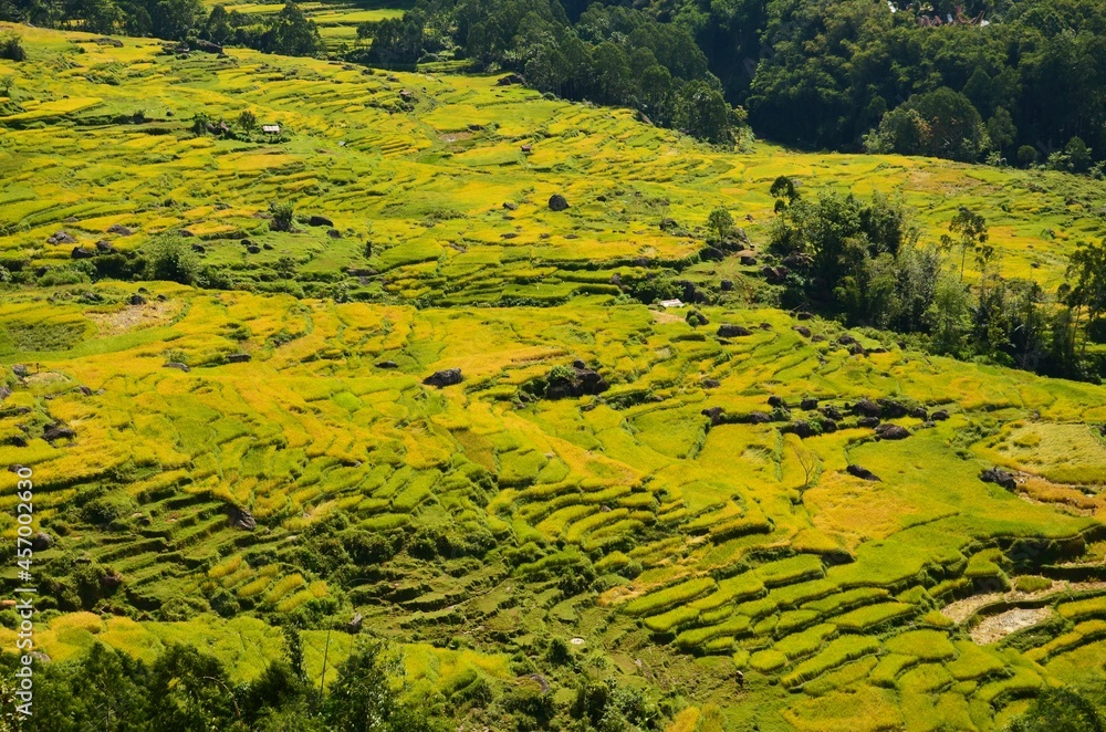 indonesia rice field, food of cereal grain corn bran wheat oats foodgrain. With landscape and rice terrace