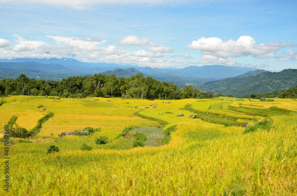 indonesia rice field, food of cereal grain corn bran wheat oats foodgrain. With landscape and rice terrace indonesia rice field, food of cereal grain corn bran wheat oats foodgrain. With landscape and rice terrace