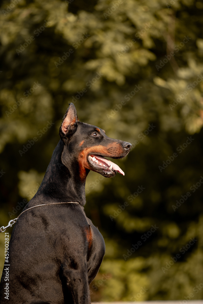 Beautiful dog Doberman Pinscher breed with autumn forest