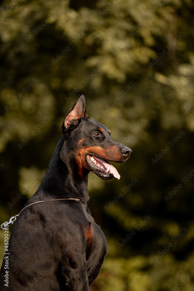 Beautiful dog Doberman Pinscher breed with autumn forest