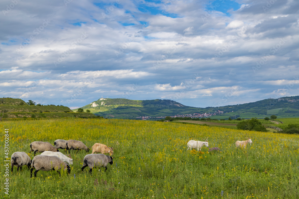 sheep in spring landscape near Dolni Dunajovice, Palava region, South Moravia, Czech Republic