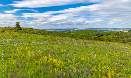 Palava landscape near Dolni Dunajovice  Southern Moravia  Czech Republic