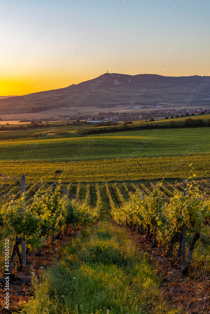 Fototapeta premium Sunrise in vineyards under Palava, Southern Moravia, Czech Republic