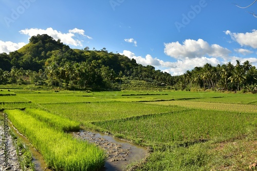 indonesia rice field, food of cereal grain corn bran wheat oats foodgrain. With landscape and rice terrace photo