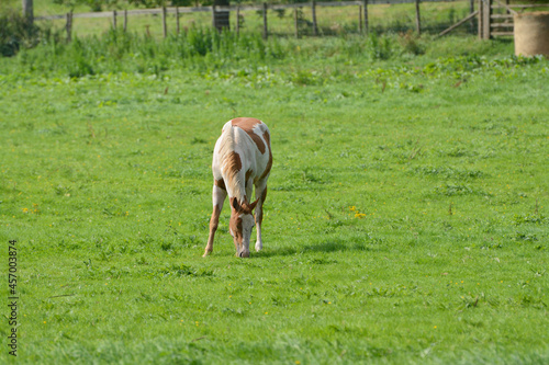 tan and white horse grazing in English field