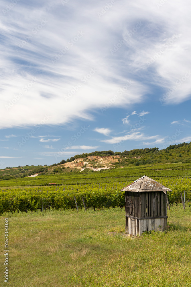 Obraz premium Tokaj landscape with vineyard, Unesco site, Hungary