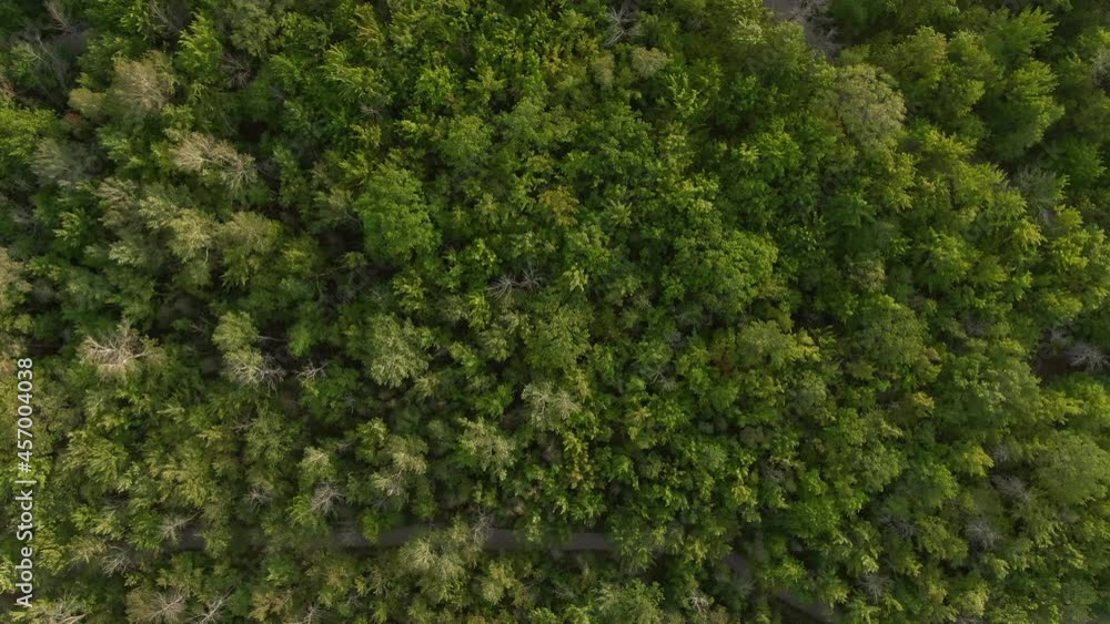 Top down aerial view of trees at a park during summer, lush nature background, environmental conservation concept. Top down aerial view of trees at a park during summer, lush nature background, environmental conservation concept.
