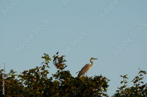 Grey heron in treetops surveying his hunting grounds
