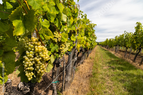 Grapes yellow muscat in Tokaj region, Unesco site, Hungary photo