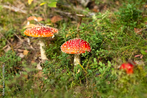 Amanita in the forest. Poisonous mushrooms. Finnish nature. Concept.
