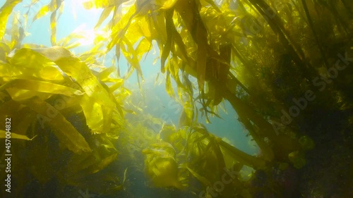 Kelp forest underwater ocean (algae seaweeds Furbellows, Saccorhiza polyschides), Atlantic, Spain, Galicia