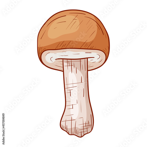 Vector isolated autumn doodle illustration of forest edible porcini mushroom in outline style.