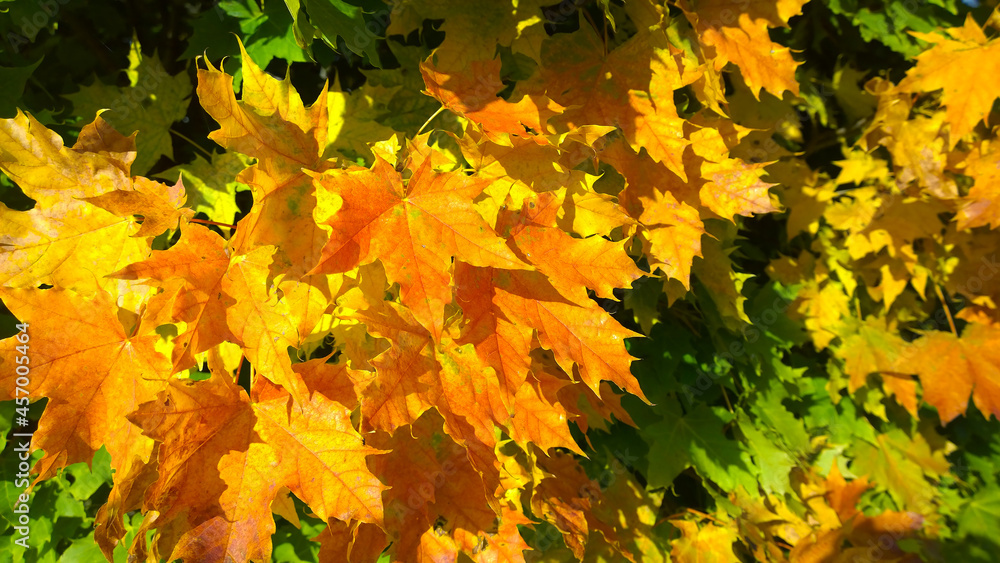 Fototapeta premium Golden, Yellow, orange, rusty and green maple leaves background. Autumn leaf color. Fall. Beauty in nature. Vibrant backdrop. Foliage. Season of sadness, inspiration, happiness. October weather.