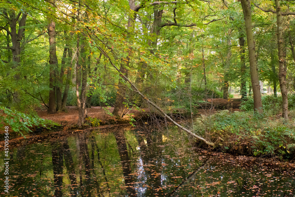 Fototapeta premium View on Beech Trees (Fagus sylvatica) in a forest at the edge of a small ditch