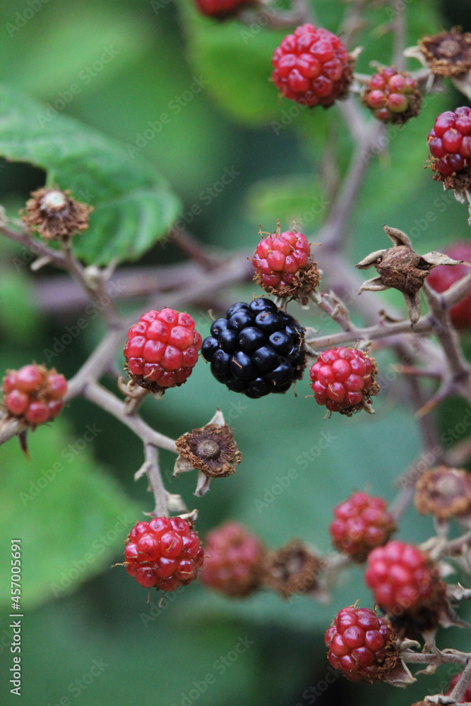 Wild red berries and blackberries in the bush Wild red berries and blackberries in the bush