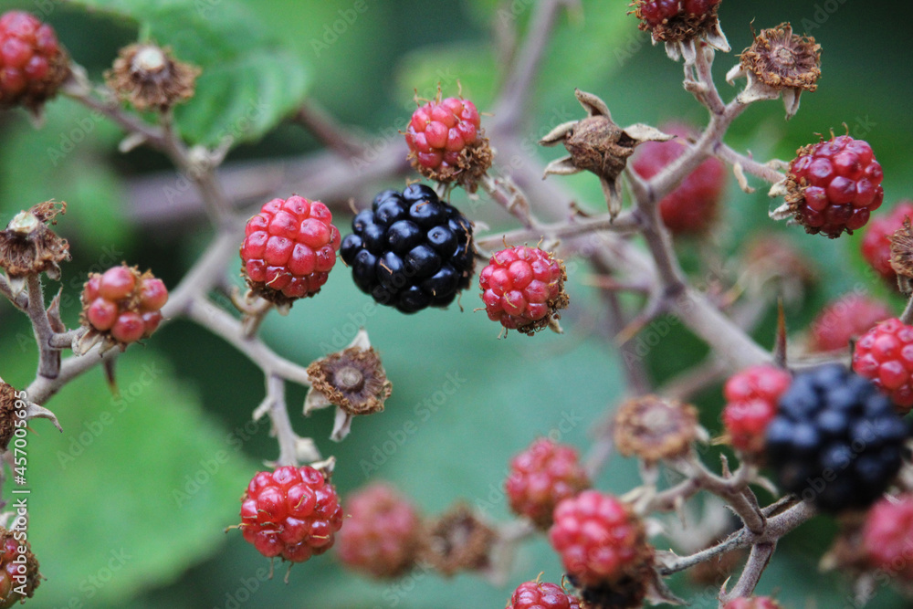 Red berries and blackberries in the bush. Ripe, ripening, and unripe blackberries, of an unidentified blackberry species
